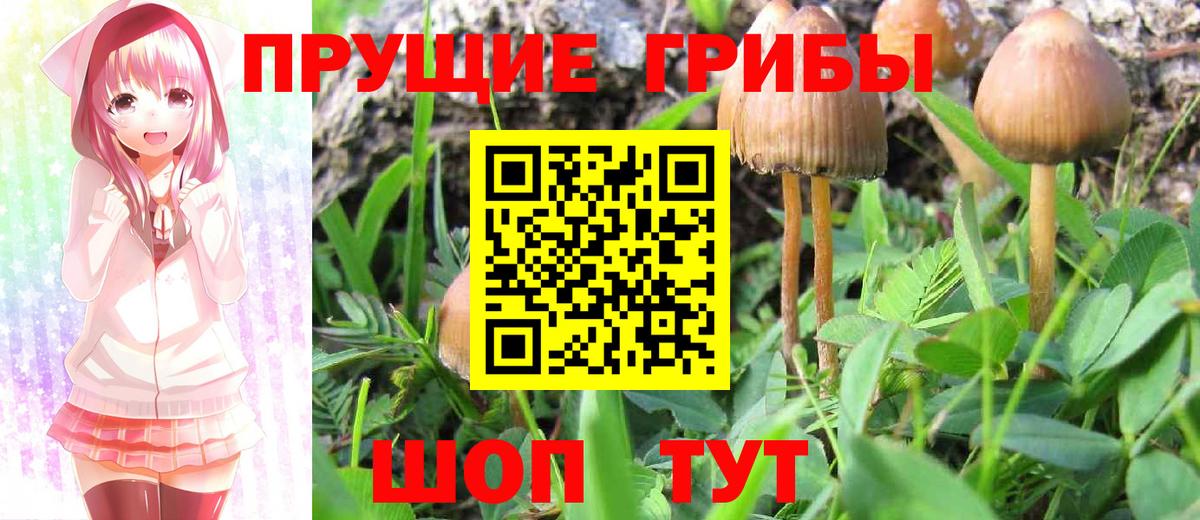 Елизово  Галлюциногенные грибы Psilocybine cubensis  Вход с VPN 